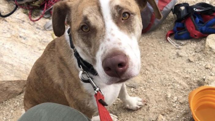 A lost dog named Kanto rescued from cliff in Sabino Canyon